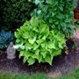 Sun Power Hosta